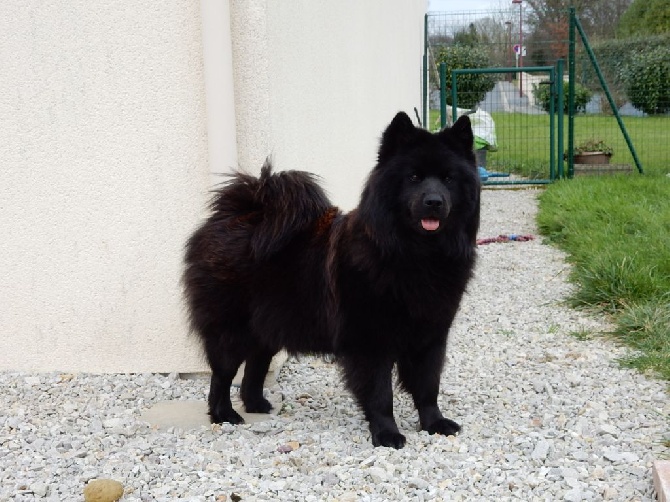 des legendes de Valdemar - chiots eurasiers.