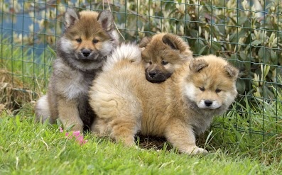 des legendes de Valdemar - Eurasier - Portée née le 16/03/2013