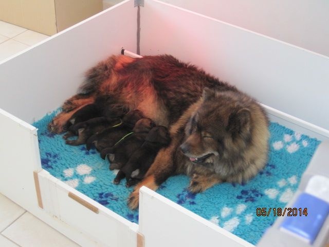 des legendes de Valdemar - Eurasier - Portée née le 07/05/2014