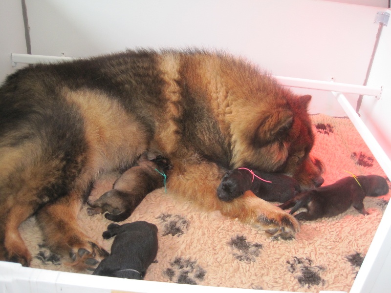 des legendes de Valdemar - Eurasier - Portée née le 09/05/2012