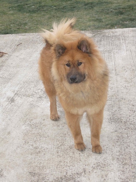 Gypsie des legendes de Valdemar
